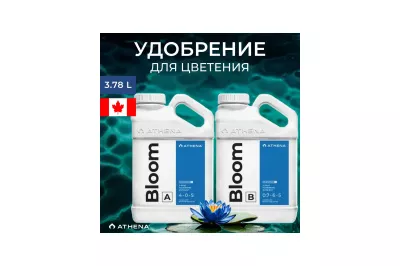 athena bloom a+b 3.78 л