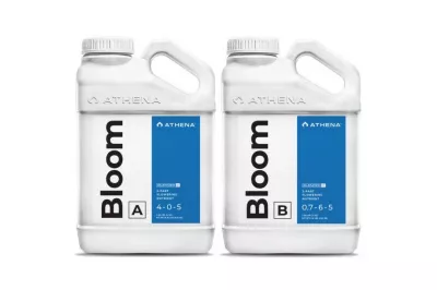 athena bloom a+b 3.78 л